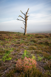 Red dot - New Forest