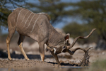 Etosha National Park - September 2024 portfolio