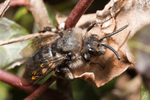 Melecta albifrons