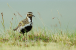 Golden Plover (summer plumage), Iceland