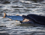 Chanory point, Bottle nose dolphins