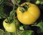 Tomato Sauce-10