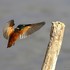 Common Kingfisher (Alcedo atthis) M