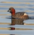 Little Grebe