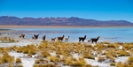 Llamas, High Altiplano, Bolivia.