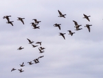 Dark-bellied Brent Geese