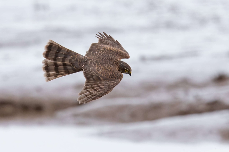 Eurasian Sparrowhawk - Dee Estuary - North Wales