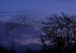 Starling