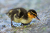 Mallard duckling feeding on the causeway at Farmoor