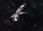 Pied Kingfisher