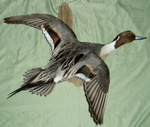 MY PINTAIL