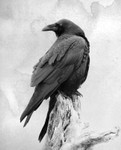 Common Raven