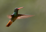 Rufous-tailed Hummingbird 2