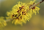 Hamamelis Intermedia Ripe1EDD
