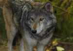 Canadian Timber Wolf