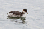 Slavonian Grebe with a fish at Farmoor