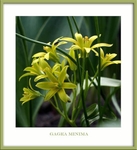 Gagea minima