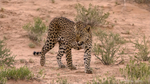 Kgalagadi Transfrontier Park (m) portfolio