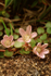 Bog Pimpernel
