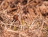 Red Grouse