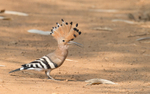 Common Hoopoe