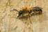 Andrena fulva (m)