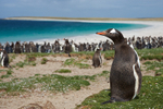 Falkland Islands portfolio