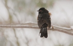 Spotted Towhee