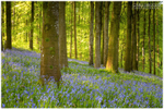 Bluebell Carpet, Portglenone Forest (IMG0762)