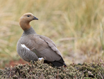 Ruddy-headed Goose craning neck, Carcass Island, Falklands