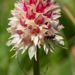  Alpine vanilla orchid ( G. rhellicani  - formerly known as Nigritella ssp. rhellicani) colour form.