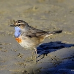 Bluethroat (Luscinia svecica)