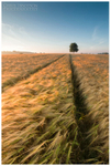 The Barley Field (IMG0668)