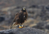 Galapagos hawk