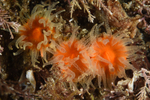 Balanophyllia regia