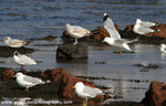 SBG033: Gulls