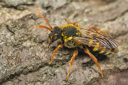 [i]Nomada goodeniana[/i] female. Staffordshire garden, May 2015.