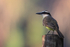 Great Kiskadee perched on post, Porto Jofre, Brazil