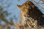Termite mound stalker