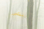 Lost into the Forest