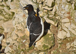 Razorbills