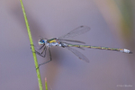 Emerald Damselfy on Iris Leaf 2