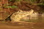 Yacare Caiman head above water, Mato Grosso, Brazil