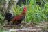 Red Junglefowl (male), Opaekaa Falls, Kauai