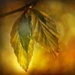 Sunset Leaves