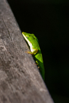 green anole Anolis carolinensis 0463