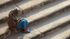 Delhi Jama Masjid man sitting on steps