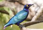 Purple Glossy Starling.