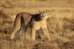 Female Puma pauses and looks, Torres del Paine, Chile