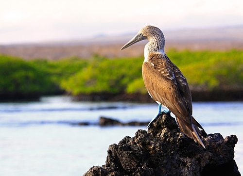 [align=center][size=11][b]Blue-Footed Booby, Santa Cruz Island (Black Turtle Cove), Galapagos Islands[/b][/size][/align]